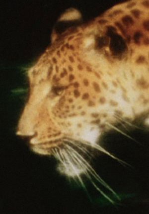 Leopard's poster