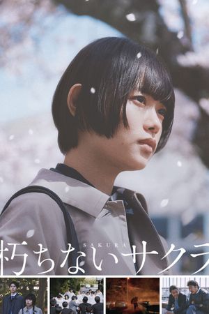 Sakura's poster