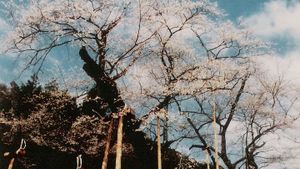 The Cherry Tree with Gray Blossoms's poster