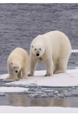 Ice Bear's poster