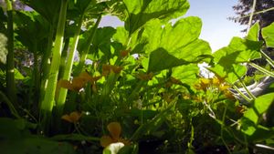 The Marvelous Wild World of the Vegetable Garden's poster