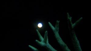 The Moon's Spell on the Great Barrier Reef's poster