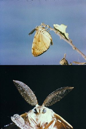 La lagarta's poster