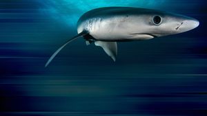 Game of Sharks's poster