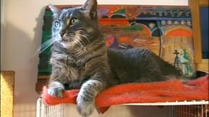Tribute to Zgougou the Cat's poster