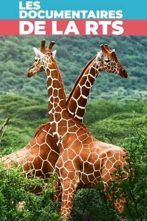 Maman girafe's poster