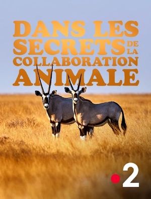 Dans les secrets de la collaboration animale's poster