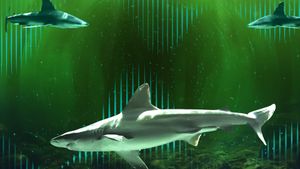 Bull Shark Bandits's poster