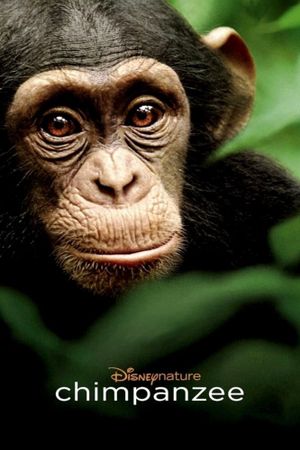 Chimpanzee's poster