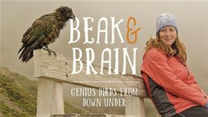 Beak & Brain - Genius Birds from Down Under's poster