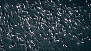 The Great Sperm Race's poster