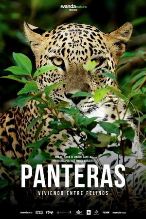 Panteras: Viviendo entre felinos's poster