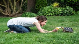 Laggies's poster