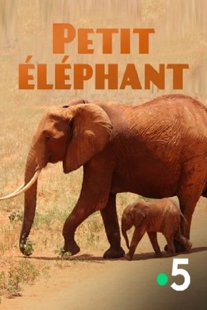 Small Elephant's poster