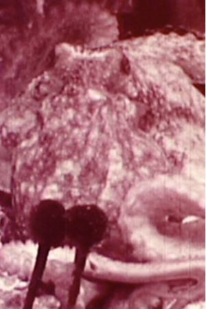 Aurora Borealis's poster