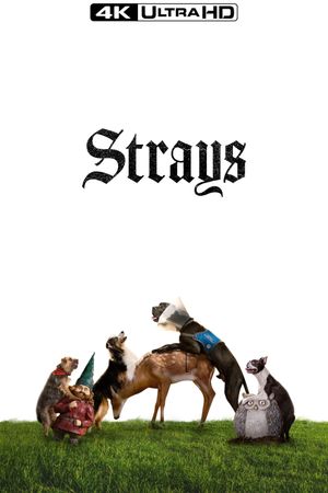 Strays's poster