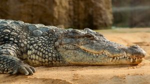 Les larmes des crocodiles's poster