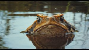 Cane Toads: The Conquest's poster