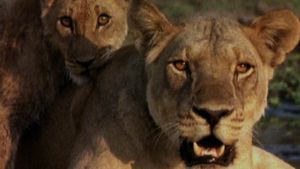 Ultimate Enemies: Elephants and Lions's poster