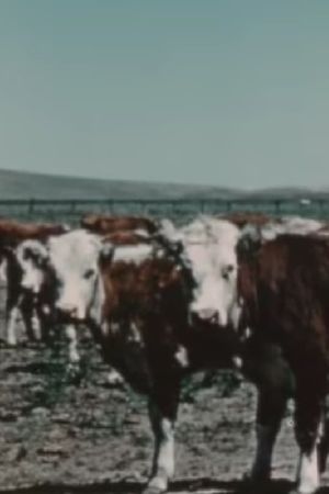 Herds West's poster image