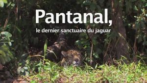 Pantanal, le dernier sanctuaire du jaguar's poster