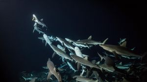 700 Sharks's poster