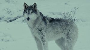 Wolf's poster
