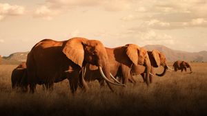 The Elephant Queen's poster