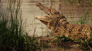 Hippo vs Croc's poster