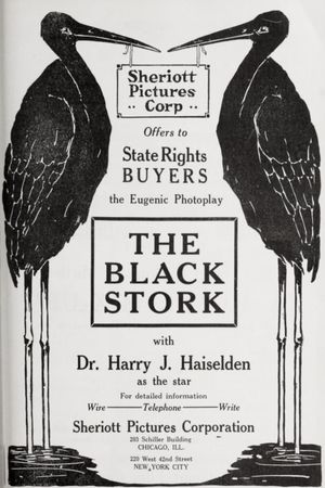 The Black Stork's poster