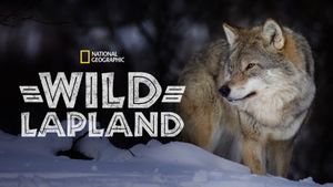 Wild Lapland's poster