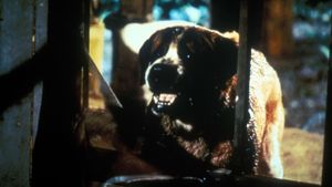 Cujo's poster