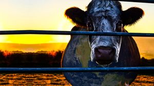 Cowspiracy: The Sustainability Secret's poster