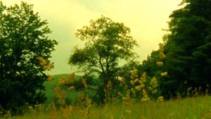 Wildflowers's poster