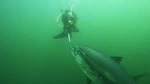 Bluefin's poster