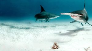 Bull Shark vs Hammerhead's poster