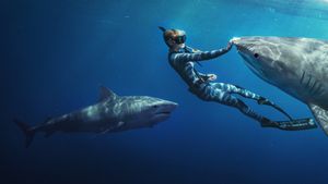 Shark Whisperer's poster