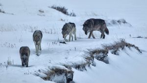 Yellowstone's poster