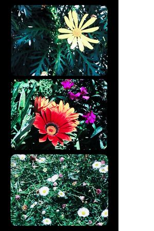 Flowers's poster