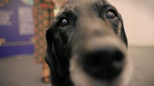 A Dog Called Laura's poster