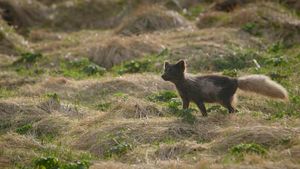 The Arctic Fox: Still Surviving's poster