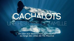 Cachalots, une histoire de famille's poster