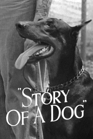 Story of a Dog's poster image