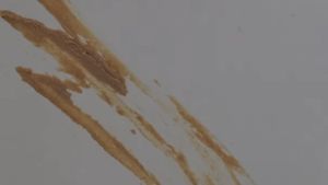The Stain's poster