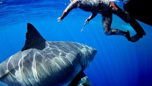 Most Wanted Sharks's poster