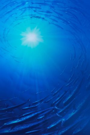 Finding Nemo's poster