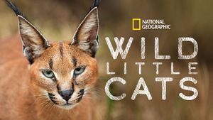 Wild Little Cats's poster