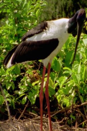 Wild Kakadu's poster