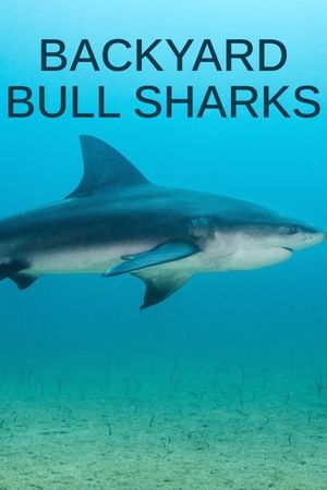 Backyard Bull Sharks's poster