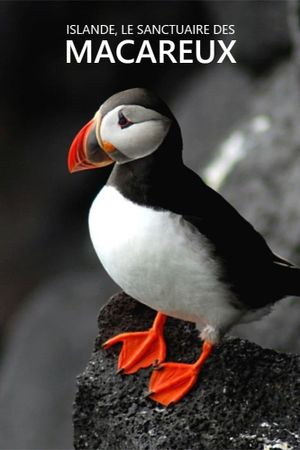 Islande, Le sanctuaire des macareux's poster